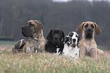DOGUE ALLEMAND 655
